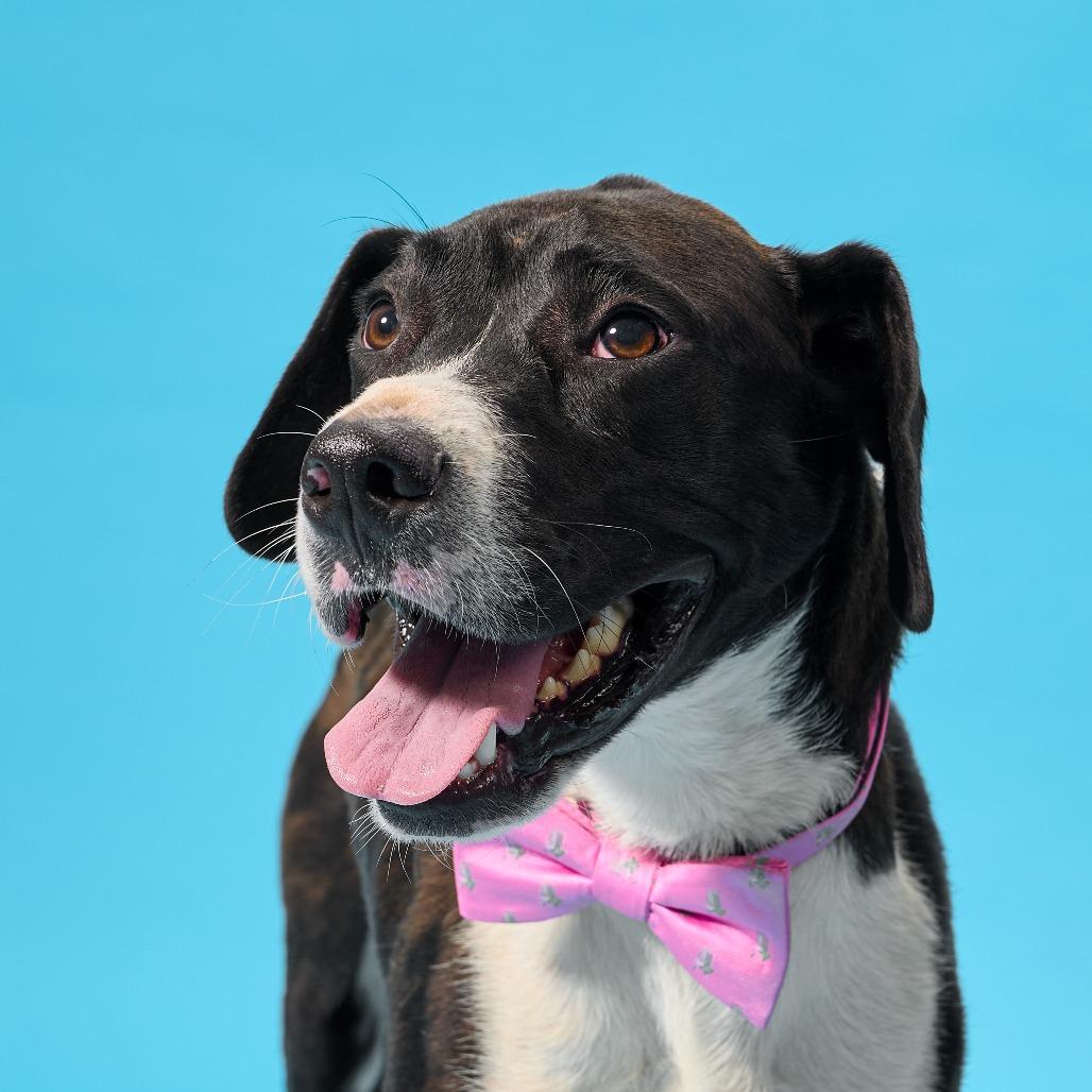 Enlarge Sledge, a Adoptable Mixed Breed in Cincinnati, OH image 1/3
