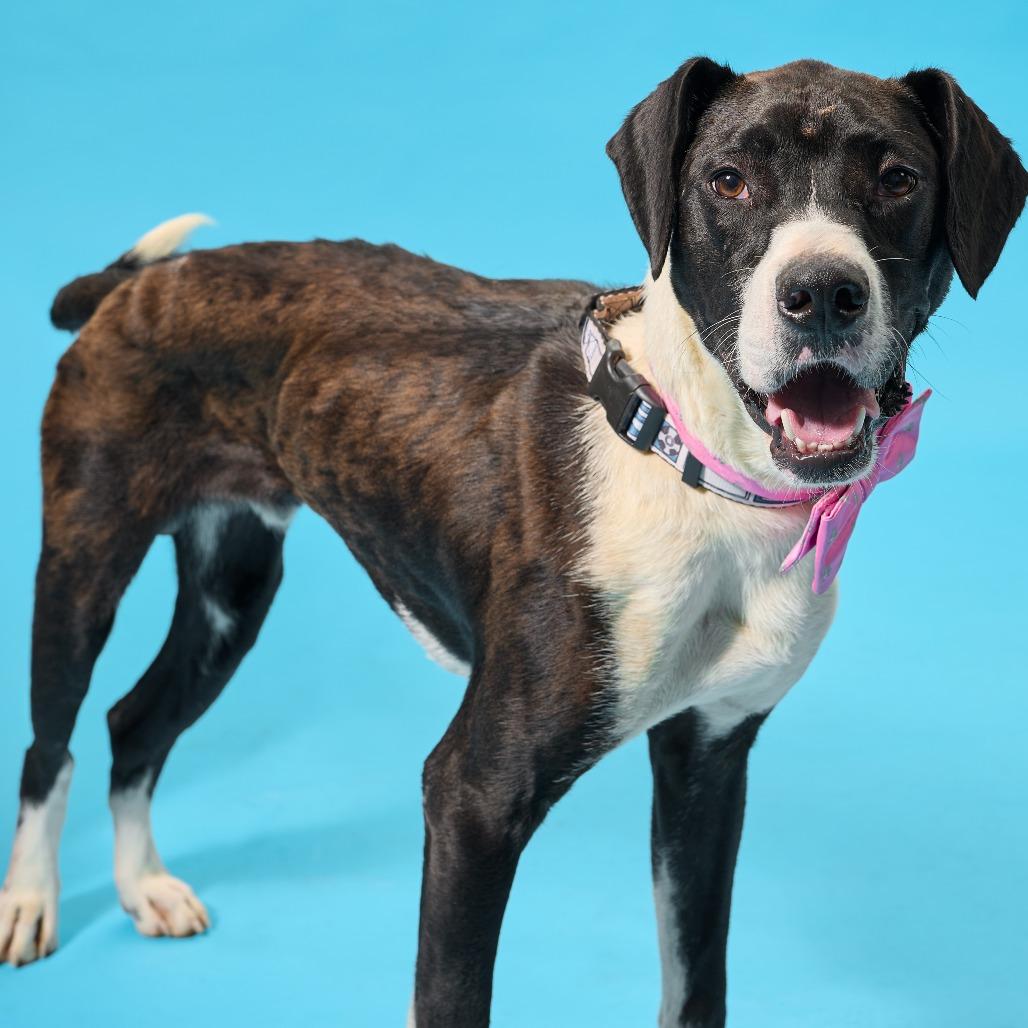 Enlarge Sledge, a Adoptable Mixed Breed in Cincinnati, OH image 2/3