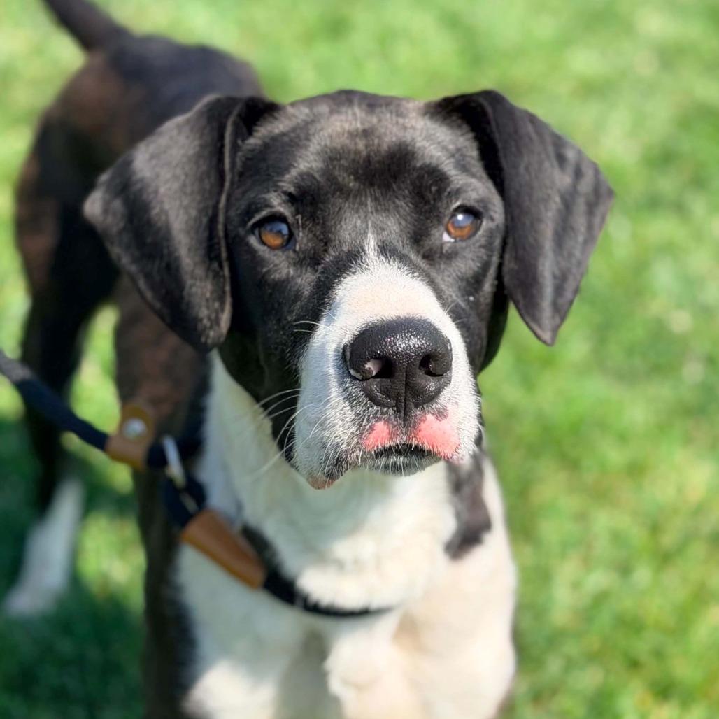 Enlarge Sledge, a Adoptable Mixed Breed in Cincinnati, OH image 3/3