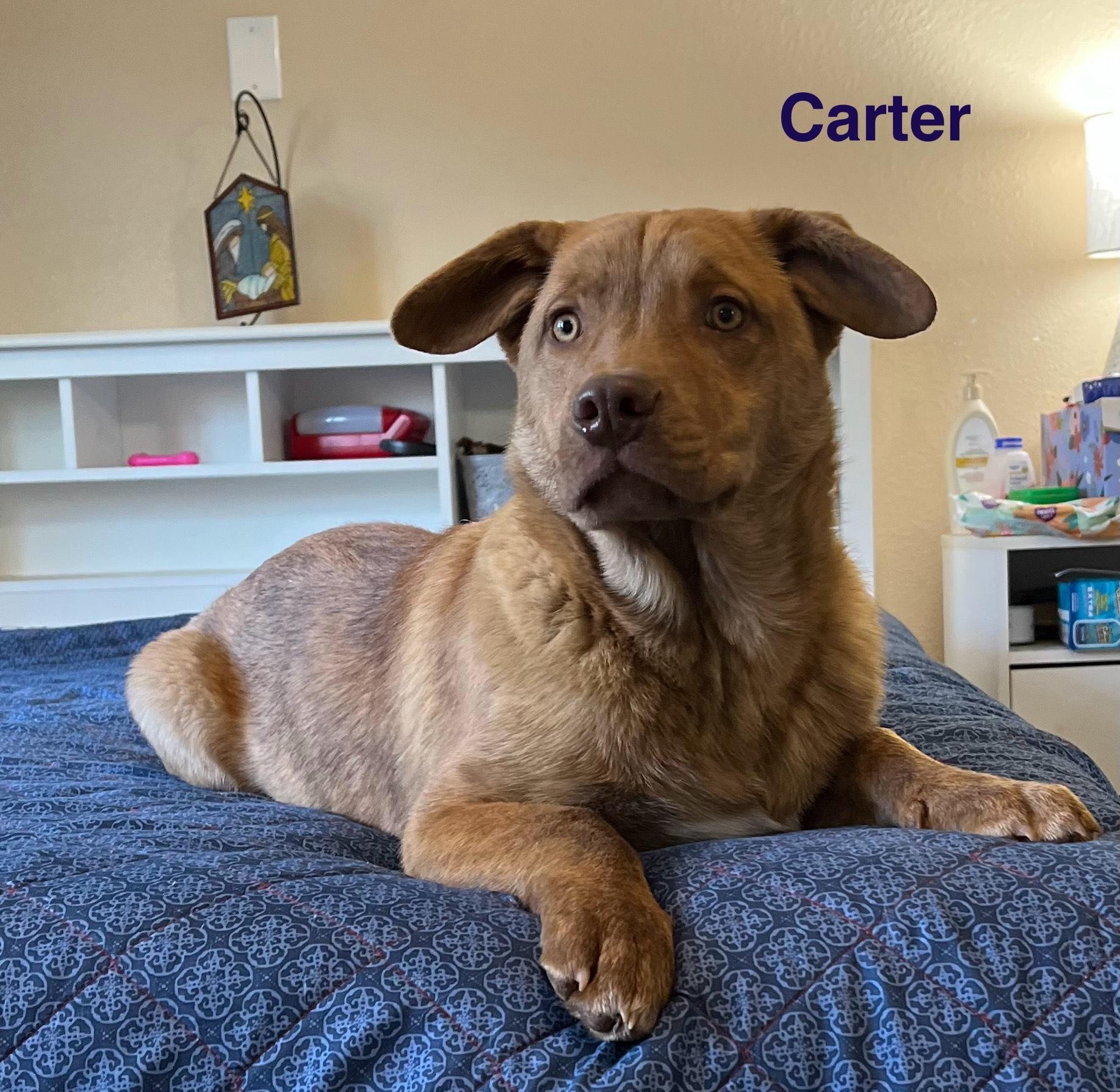 Enlarge carter, a Adoptable mixed breed in Poplar Bluff, MO image 4/5