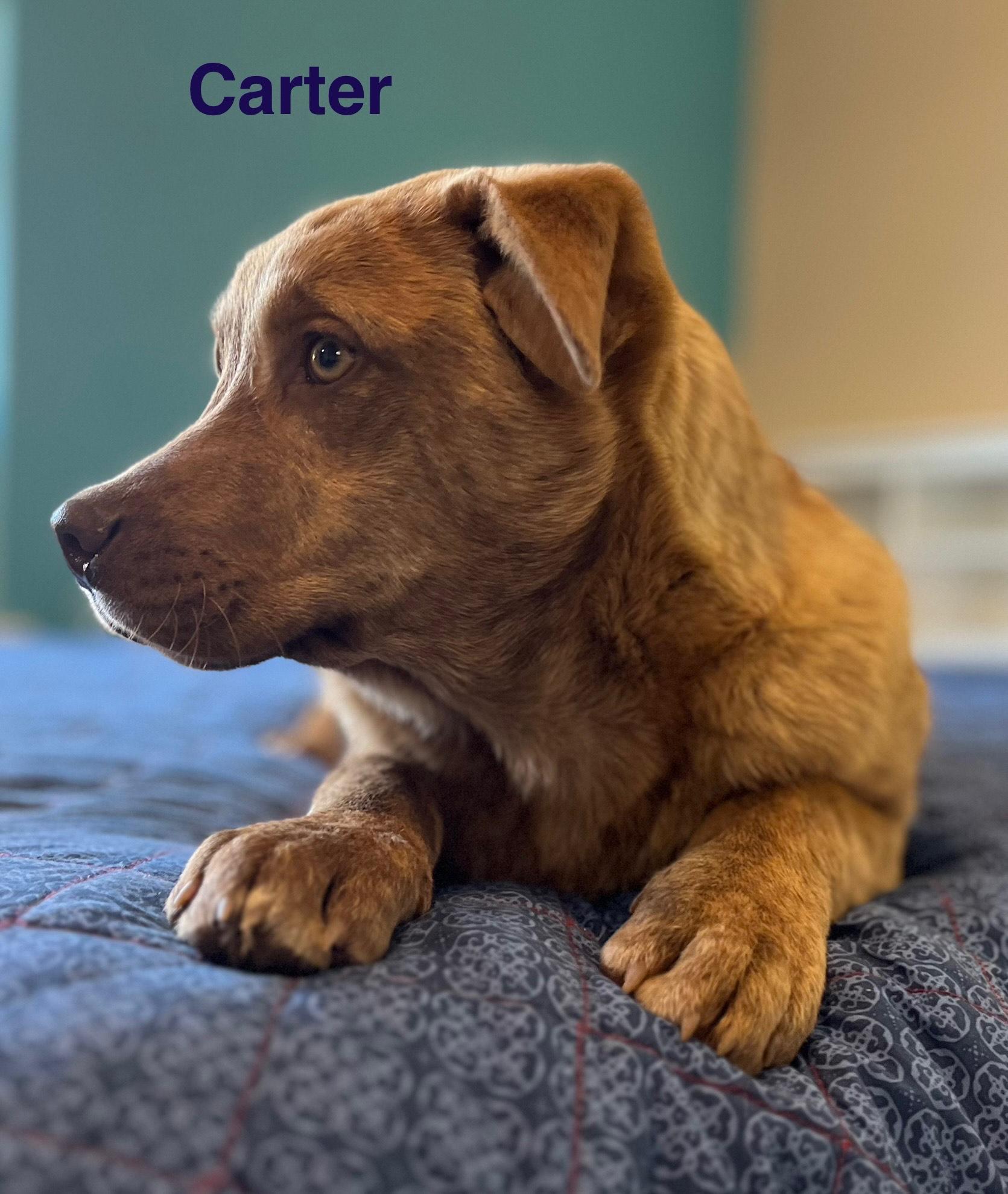 Enlarge carter, a Adoptable mixed breed in Poplar Bluff, MO image 5/5