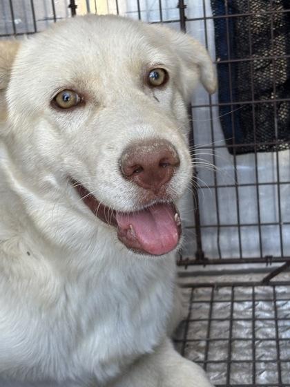 Ken, Adoptable, Puppy Male German Shepherd Dog & Mixed Breed.