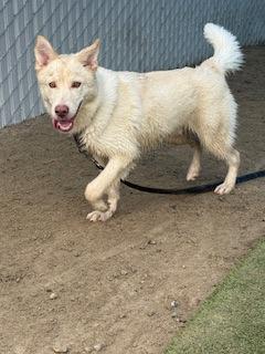 Ken, a Adoptable mixed breed in Fresno, CA image 2/3