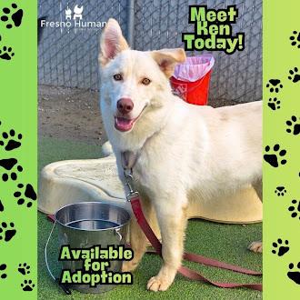 Ken, a Adoptable mixed breed in Fresno, CA image 3/3