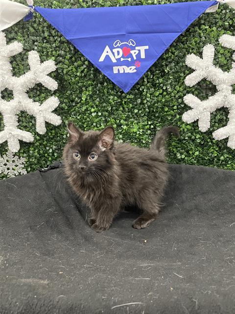 JACKY DAYTONA, Adoptable, Kitten Male Domestic Medium Hair.