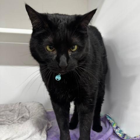 Rosie, Adoptable, Senior Female Domestic Short Hair.
