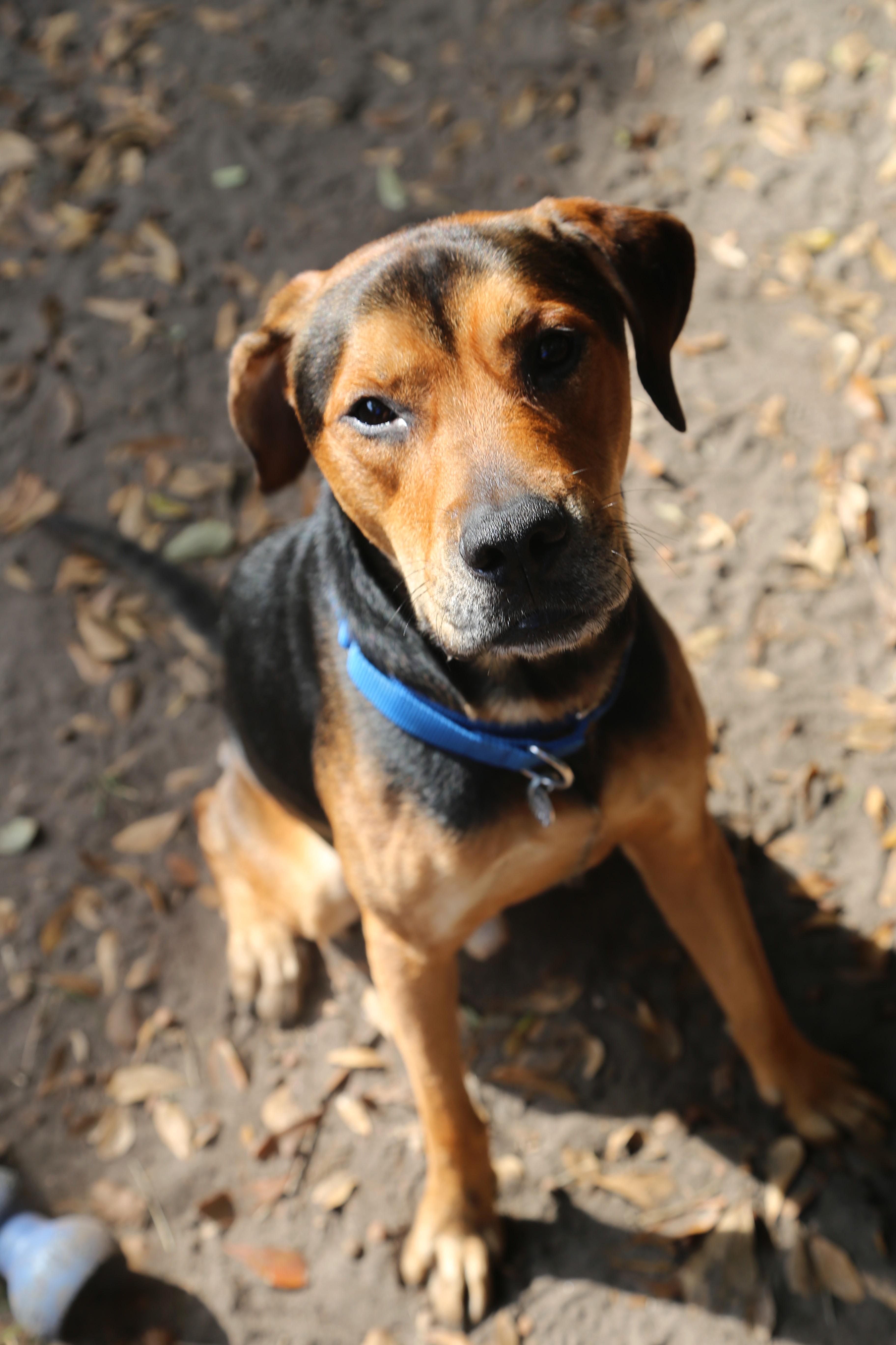Enlarge Omar , an adoptable Mixed Breed in Charleston, SC image 1/3