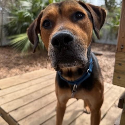 Omar , an adoptable Mixed Breed in Charleston, SC image 5/6