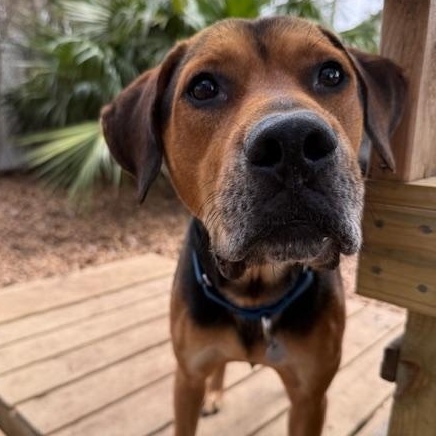 Omar , an adoptable Mixed Breed in Charleston, SC image 3/6