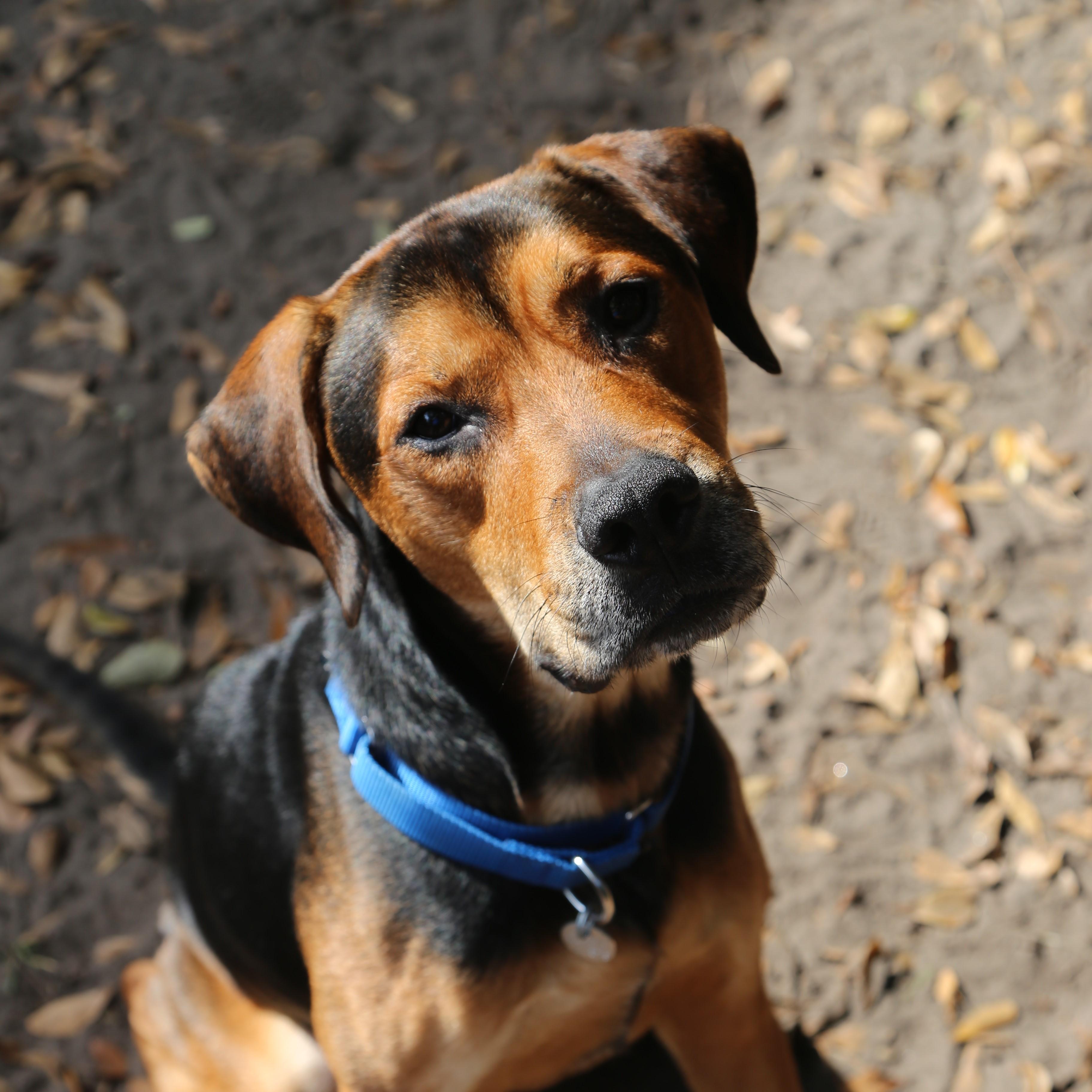 Enlarge Omar , an adoptable Mixed Breed in Charleston, SC image 2/3