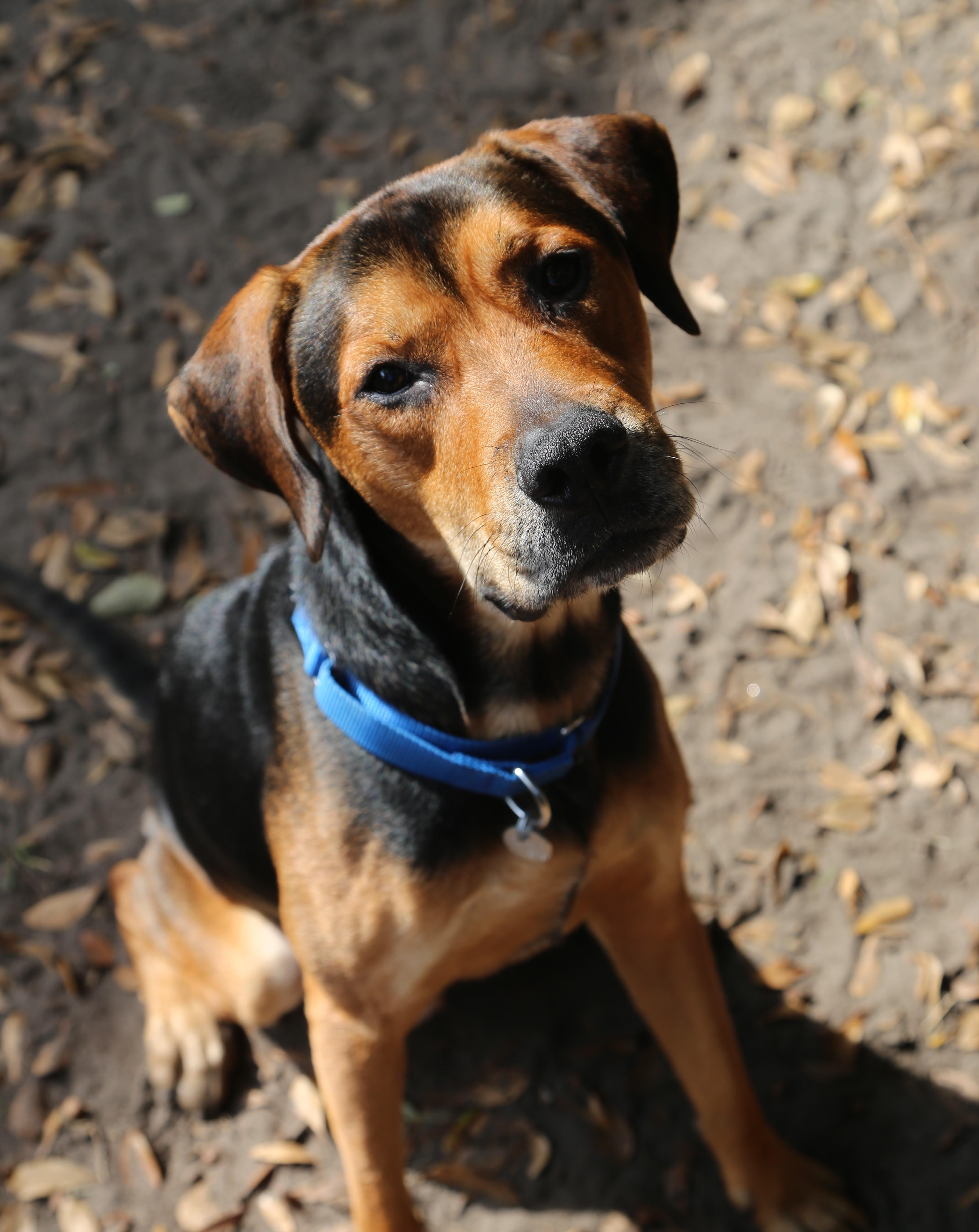 Enlarge Omar , an adoptable Mixed Breed in Charleston, SC image 3/3