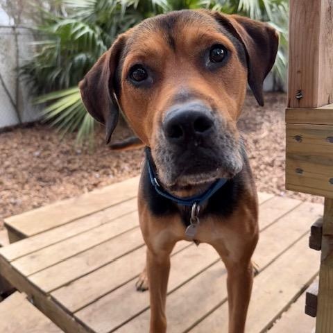 Omar , an adoptable Mixed Breed in Charleston, SC image 6/6