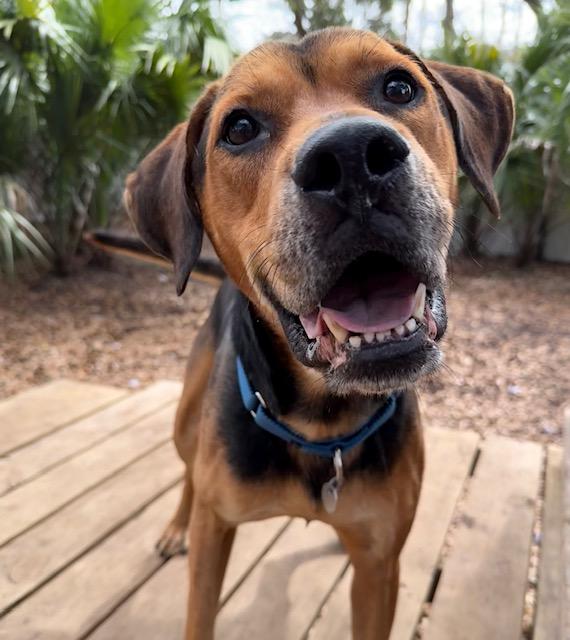 Omar , an adoptable Mixed Breed in Charleston, SC image 1/6