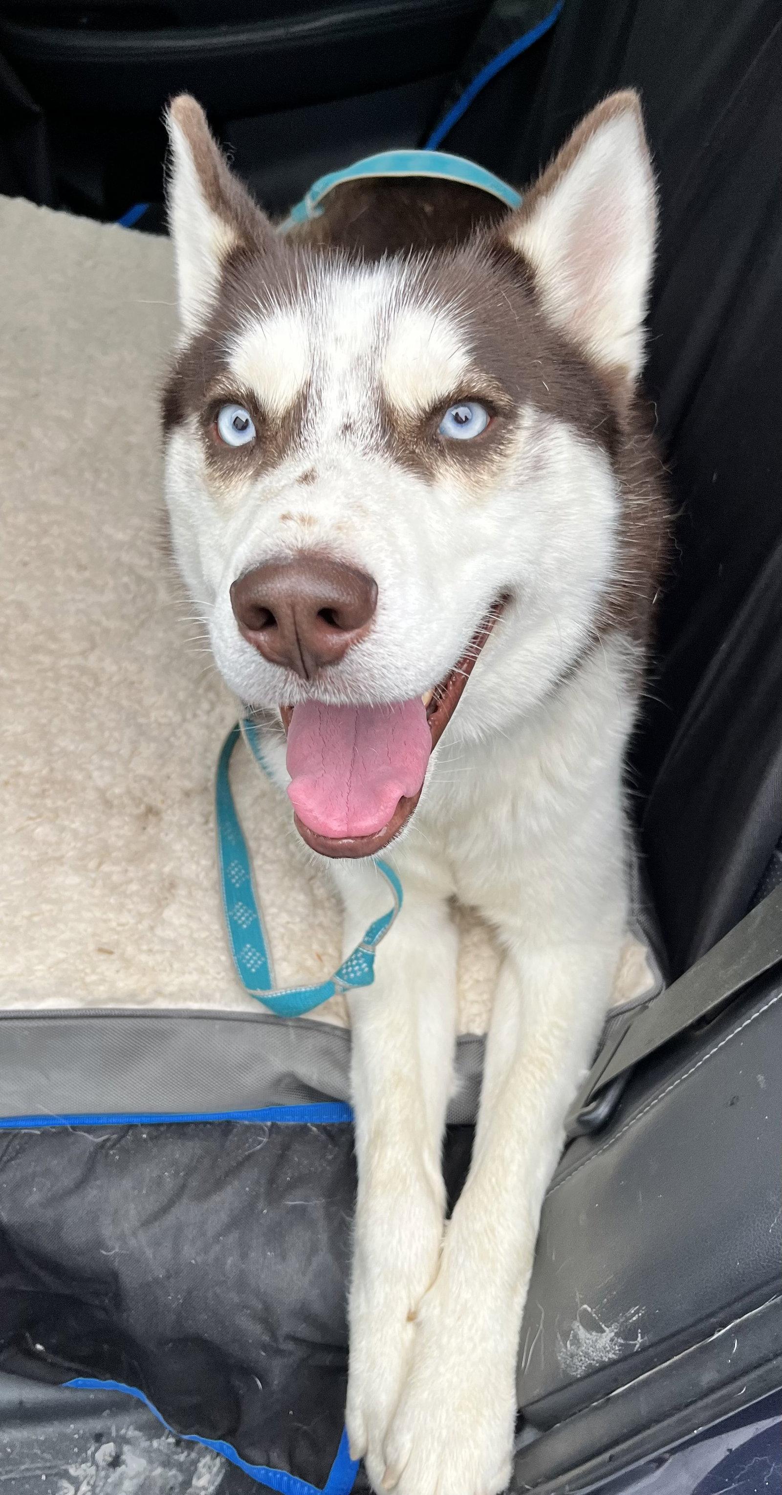 Cowboy, Adopted, Adult Male Siberian Husky.