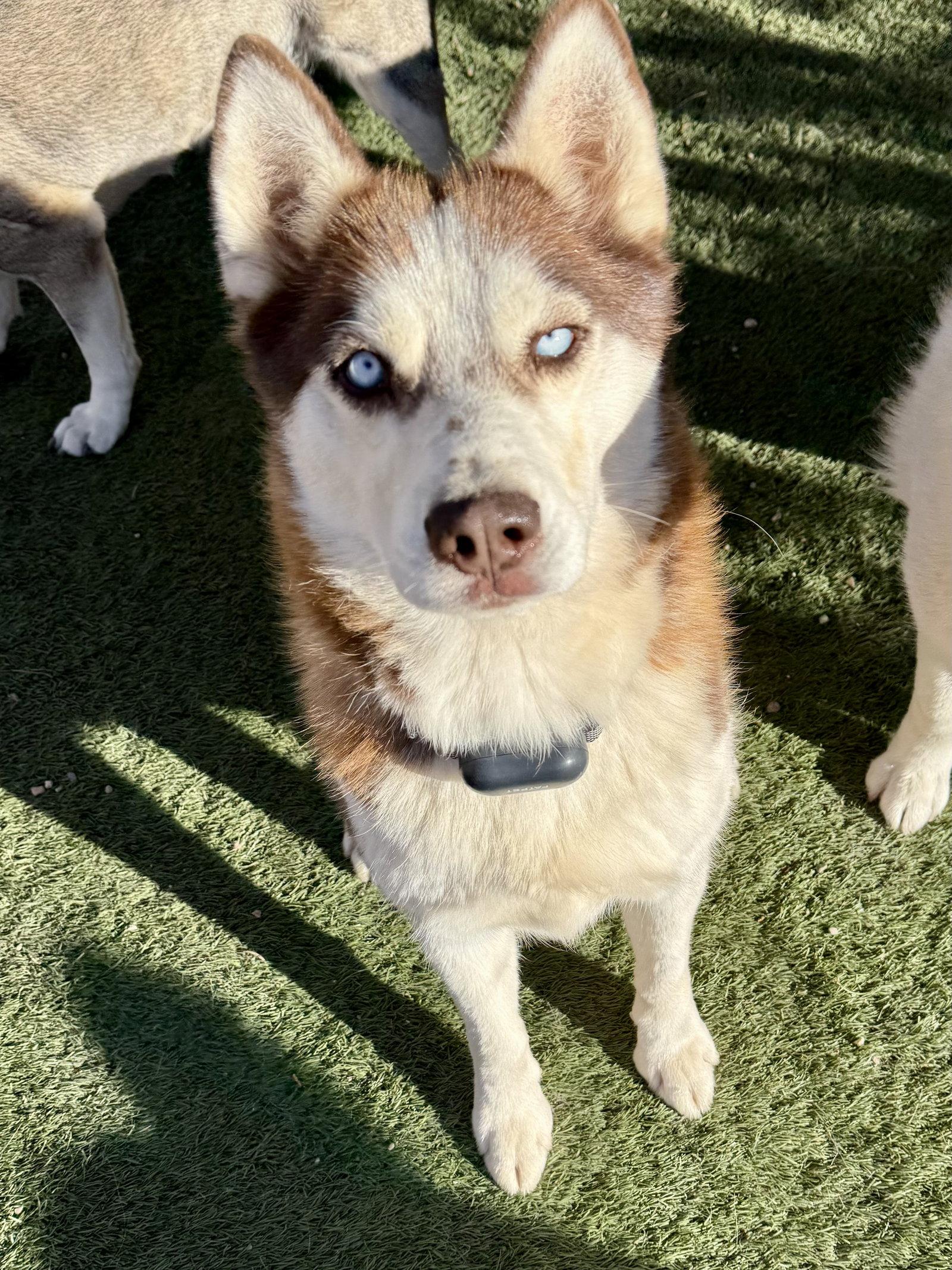 Cowboy, Adopted, Adult Male Siberian Husky.
