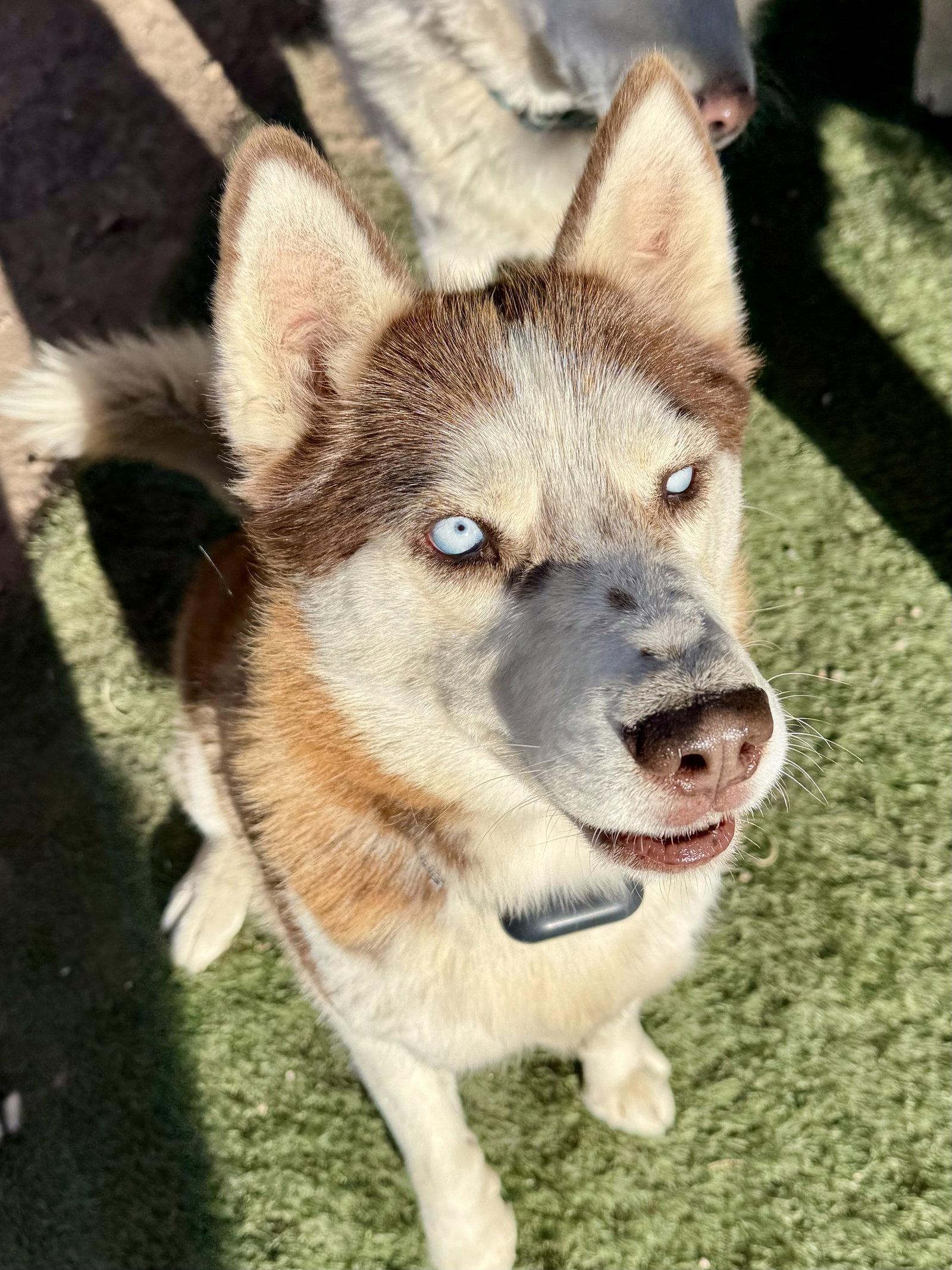 Enlarge Cowboy, a Adopted Siberian Husky in Cedar Crest, NM image 2/3