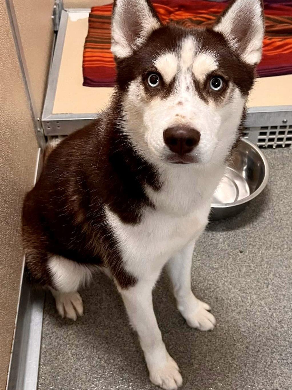 Cowboy, a Adopted Siberian Husky in Cedar Crest, NM image 2/3