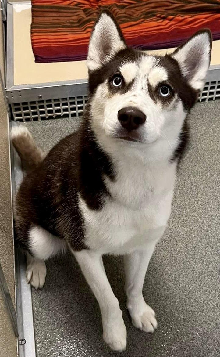 Cowboy, a Adopted Siberian Husky in Cedar Crest, NM image 3/3