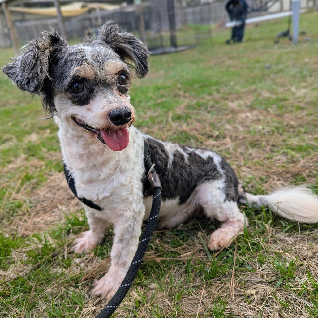 Nutmeg Nox — thumbnail 3