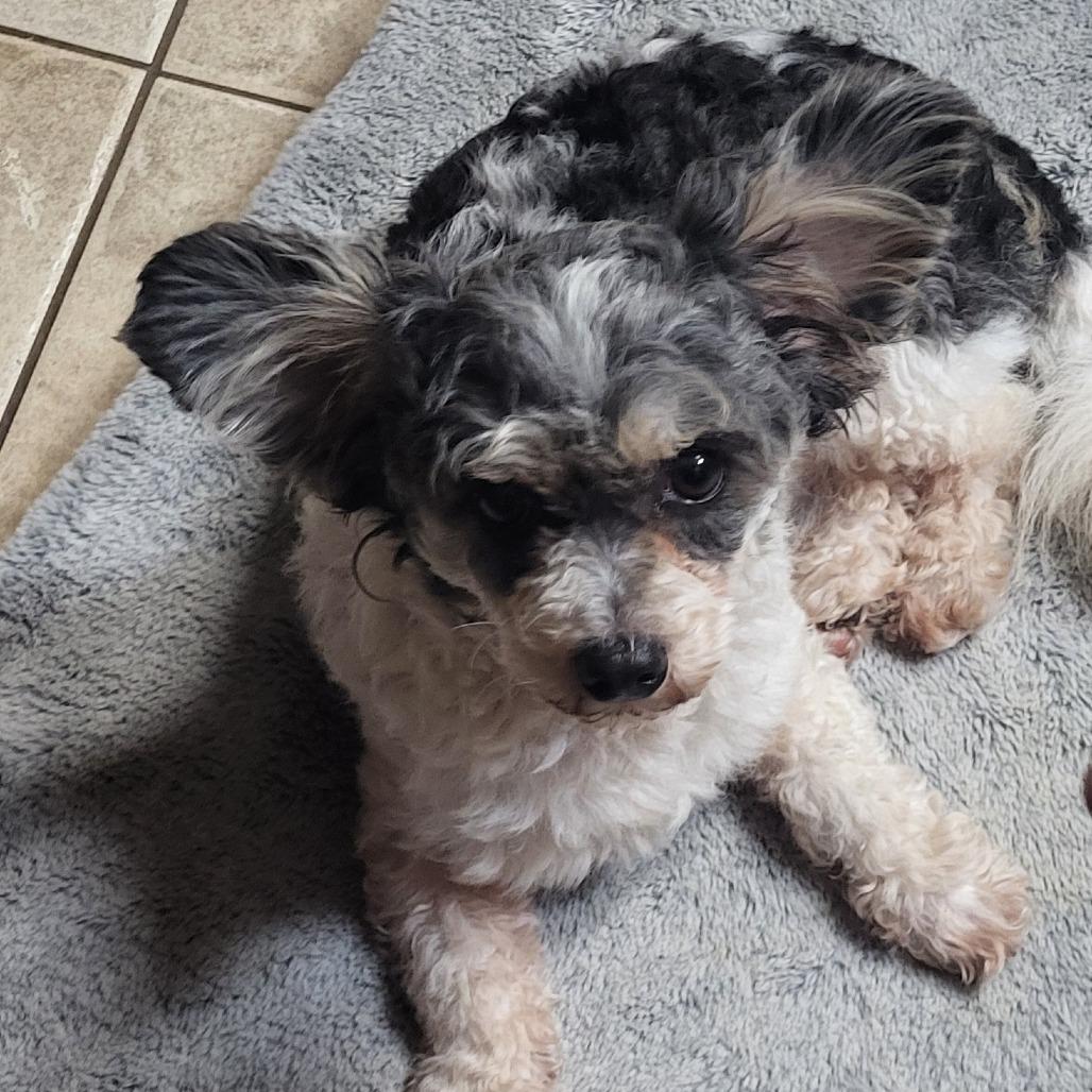 Nutmeg Nox — thumbnail 4