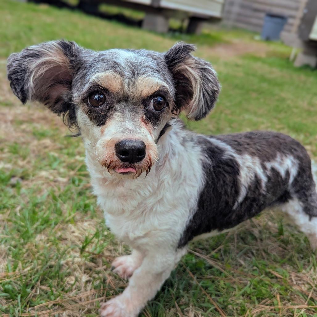 Nutmeg Nox — thumbnail 5