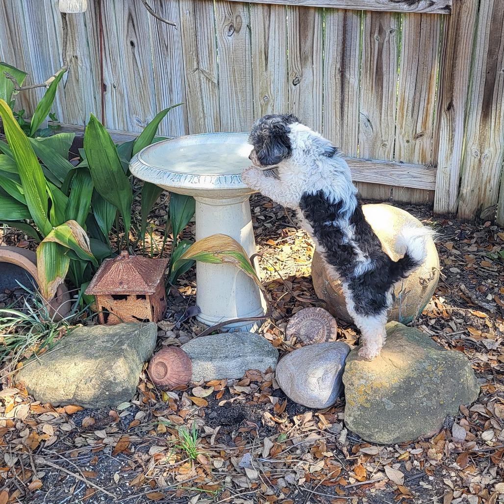 Nutmeg Nox — thumbnail 6