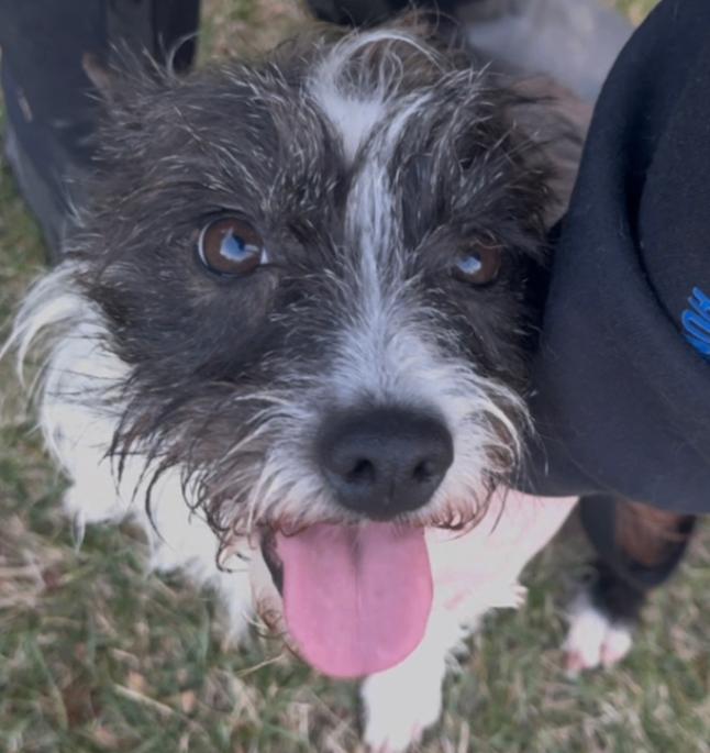 Luna, Adoptable, Adult Female Mixed Breed.