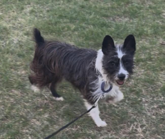 Enlarge Luna, a Adoptable Mixed Breed in Osseo, MI image 2/4