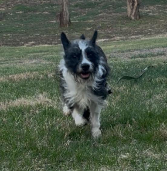 Enlarge Luna, a Adoptable Mixed Breed in Osseo, MI image 3/4