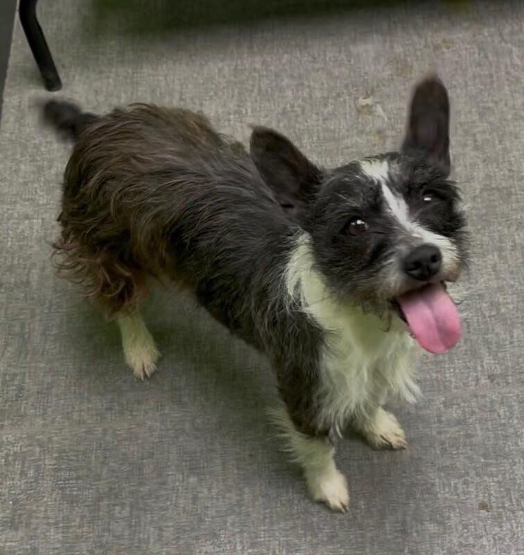 Enlarge Luna, a Adoptable Mixed Breed in Osseo, MI image 1/1