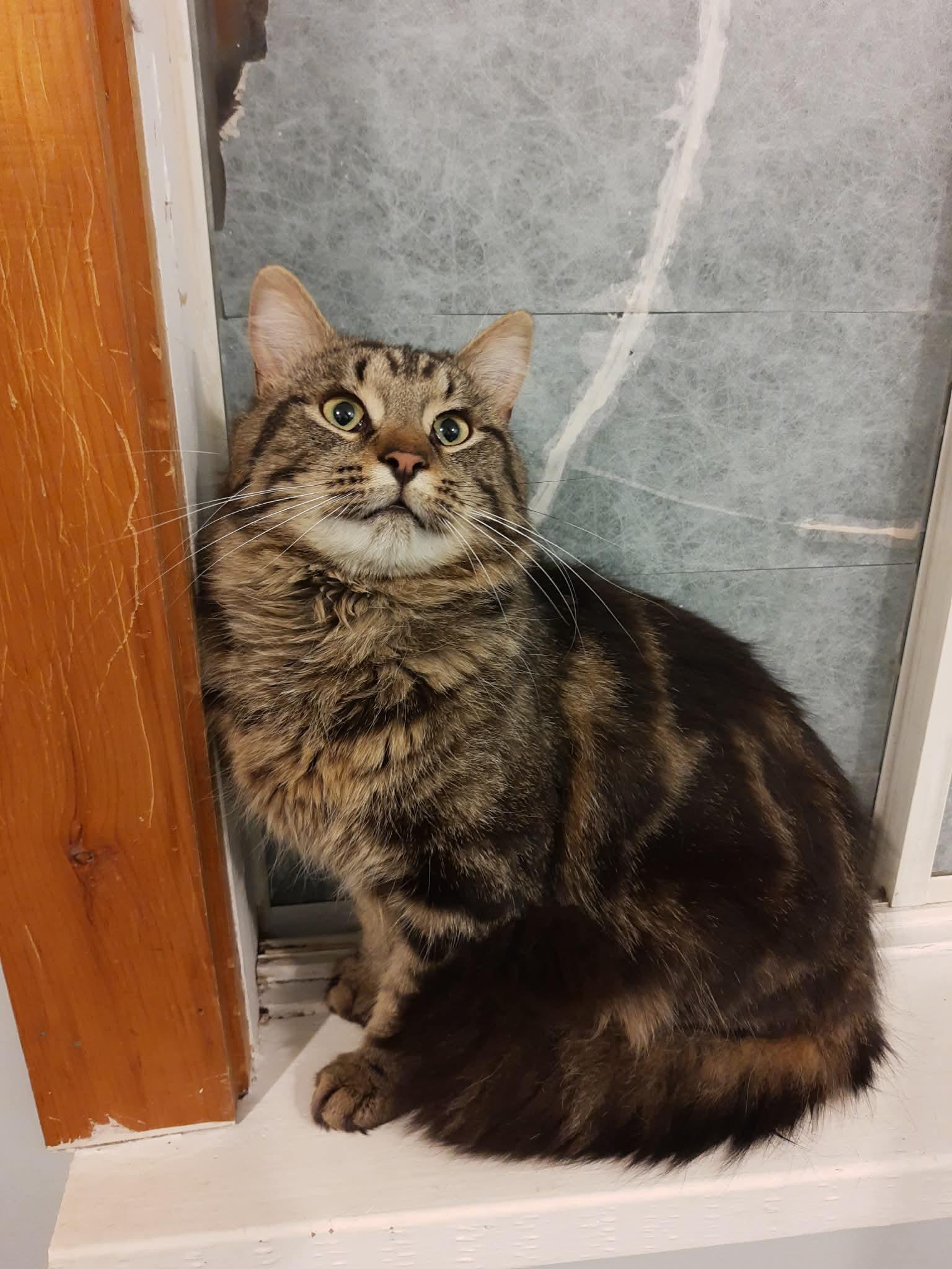 Blaze, adopted, Young Male Domestic Medium Hair.