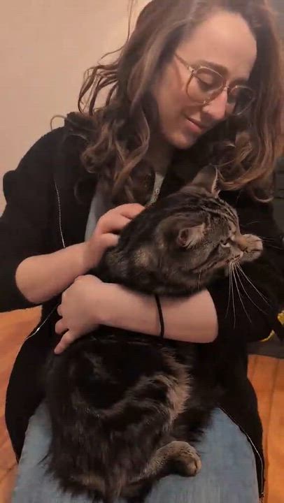 Enlarge Blaze, an adopted Domestic Medium Hair in Wakefield, QC video 2/3