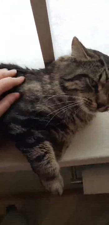 Enlarge Blaze, an adopted Domestic Medium Hair in Wakefield, QC video 3/3