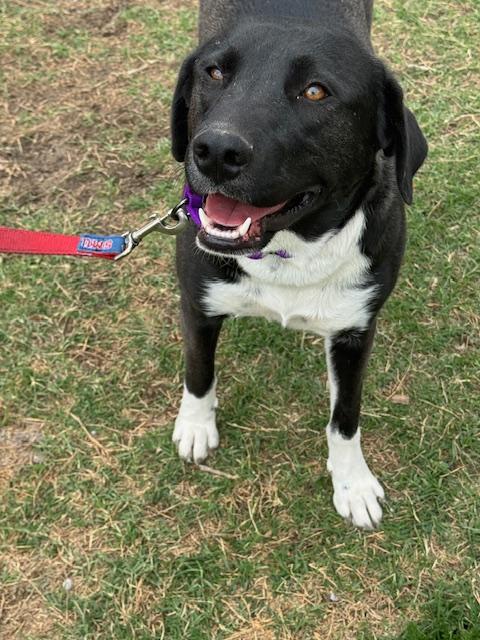 Enlarge Holly, a Adoptable mixed breed in Brattleboro, VT image 3/3