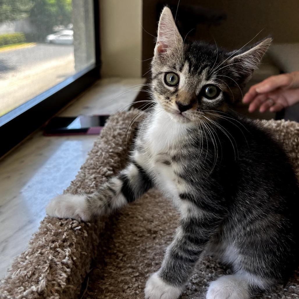 Enlarge Horton, a Adoptable Domestic Short Hair in Parkland, FL image 2/4