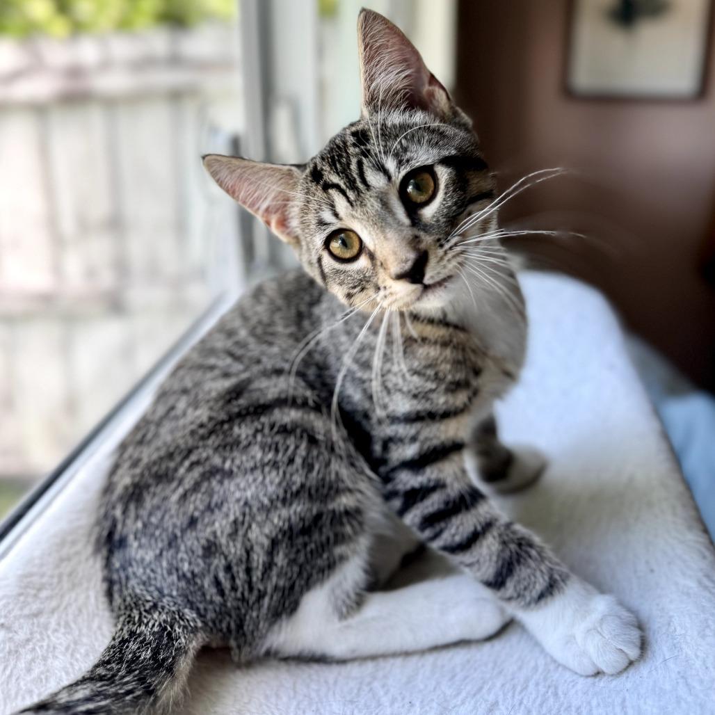Enlarge Horton, a Adoptable Domestic Short Hair in Parkland, FL image 1/5