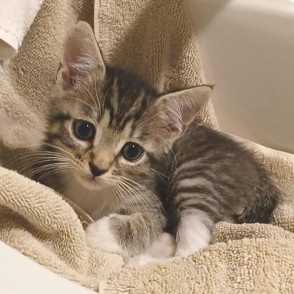 Enlarge Horton, a Adoptable Domestic Short Hair in Parkland, FL image 4/4