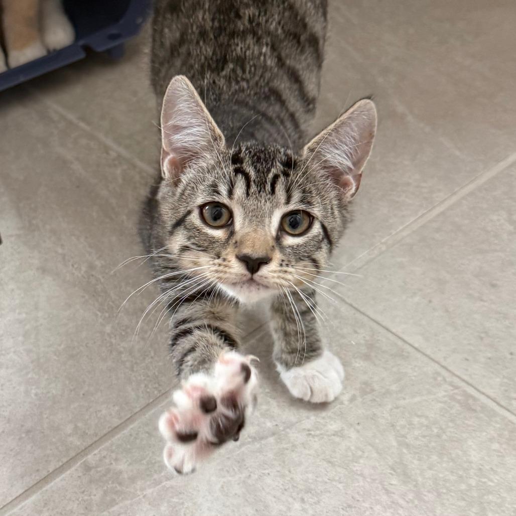 Enlarge Horton, a Adoptable Domestic Short Hair in Parkland, FL image 3/5