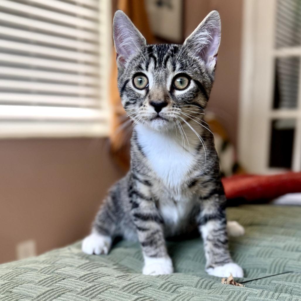 Enlarge Horton, a Adoptable Domestic Short Hair in Parkland, FL image 2/5