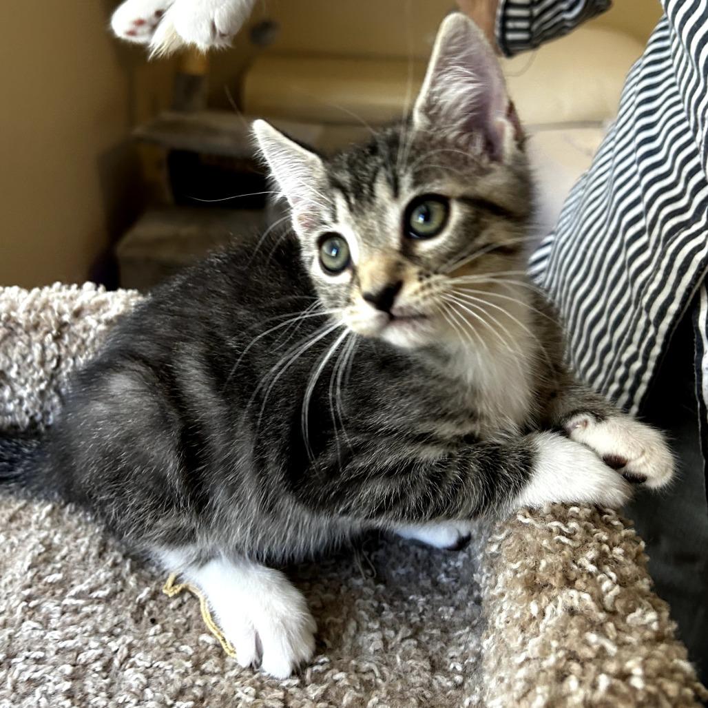 Horton, Adoptable, Kitten Male Domestic Short Hair.