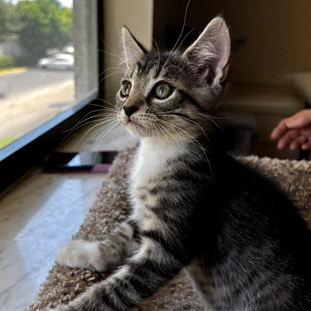 Enlarge Horton, a Adoptable Domestic Short Hair in Parkland, FL image 3/4