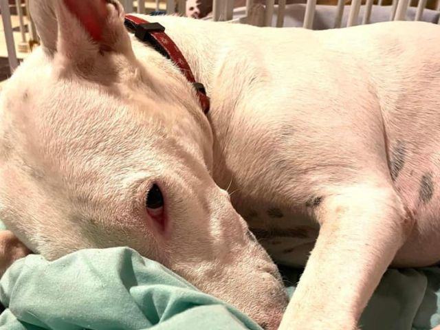 Enlarge Eva, a Adopted mixed breed in Concord, ON image 1/6