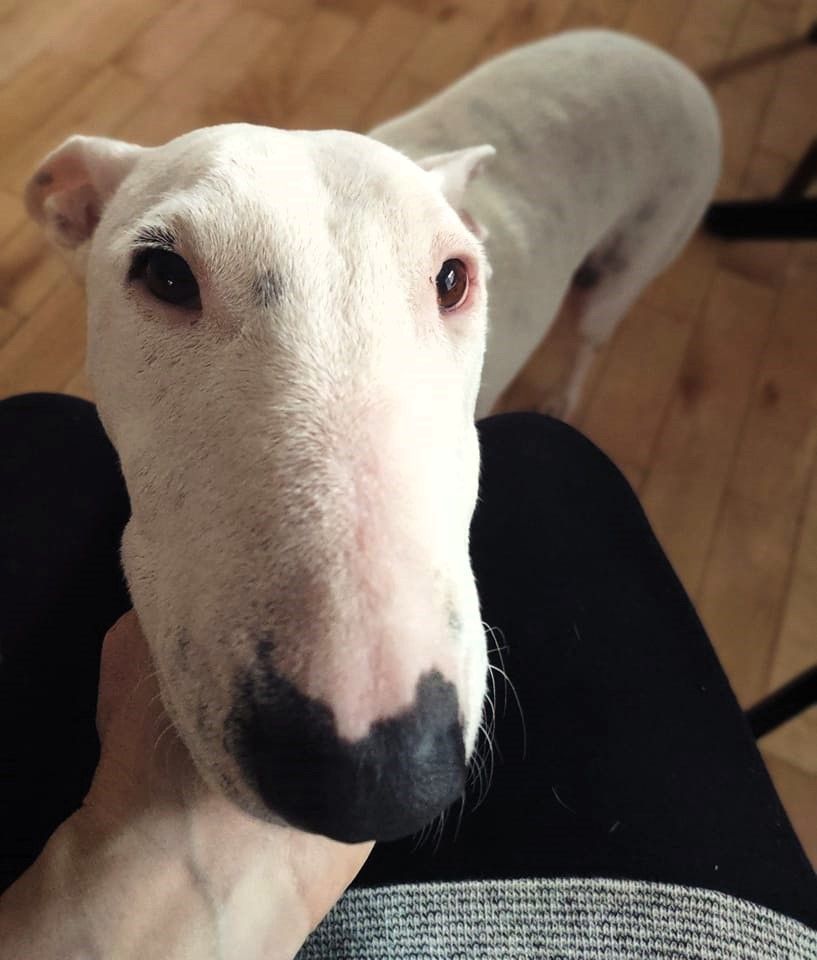 Enlarge Eva, a Adopted mixed breed in Concord, ON image 2/6