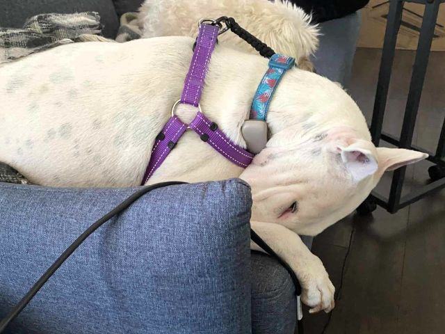 Enlarge Eva, a Adopted mixed breed in Concord, ON image 3/6