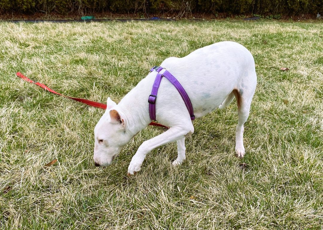 Enlarge Eva, a Adopted mixed breed in Concord, ON image 4/6