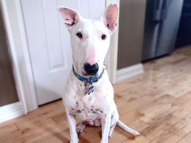 Enlarge Eva, a Adopted mixed breed in Concord, ON image 5/6