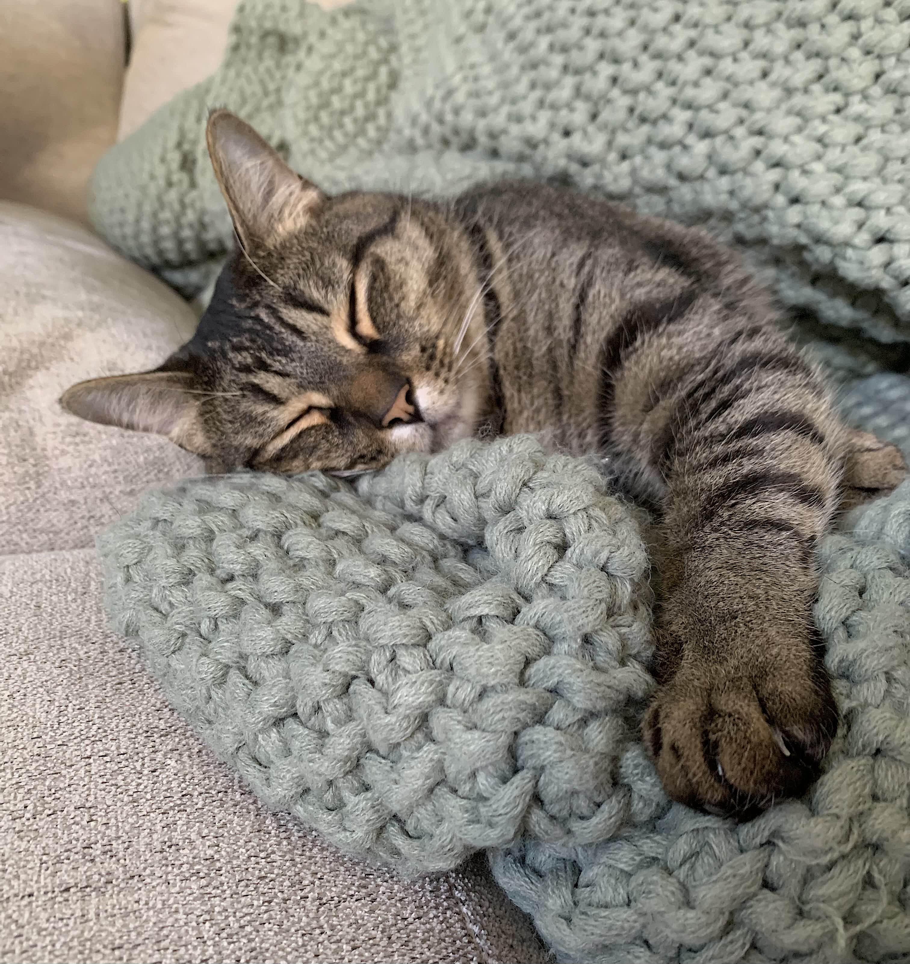 Hammie — thumbnail 5