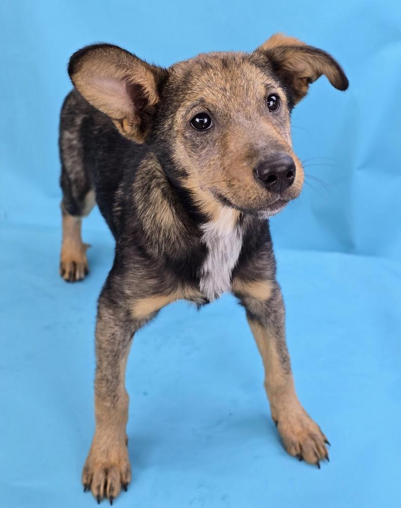 Vegas, a Adoptable mixed breed in Sedalia, CO image 1/6