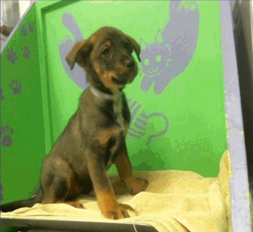 Vegas, a Adoptable mixed breed in Sedalia, CO image 2/6