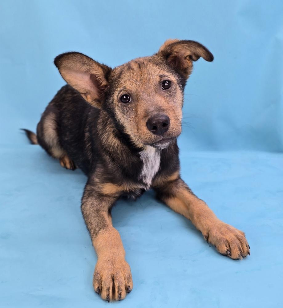 Vegas, a Adoptable mixed breed in Sedalia, CO image 3/6